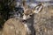 Young White Tailed Deer Eating