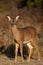 Young white-tailed deer odocoileus virginianus standing in a Wisconsin field in November