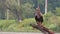 Young white-tailed eagle sitting down on a branch with open wings in summer nature