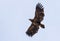 Young White-tailed eagle in soaring flight in white sky with wide spreaded wings