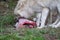 Young white wolf, taken in the Wolfspark Werner Freund while feeding