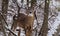 Young whitetail buck