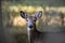 Young Whitetail Buck Deer with a Broken Antler