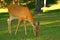 Young Whitetail Deer