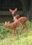 Young whitetail Deer