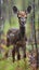 Young whitetail deer (Axis axis) in the forest