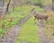 Young Whitetail Deer Buck