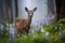 Young whitetail deer fawn in the forest with bluebells