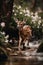 Young whitetail deer standing in a stream in the forest.