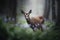 Young whitetail doe in the forest with bluebells