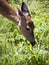 Young Whitetail doe grazing