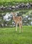 Young whitetail fawn