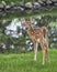 Young whitetail fawn