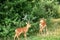 Young Whitetail Fawn Twin Deer