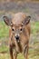 Young Whitetailed Deer