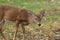 Young Whitetailed Deer