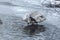 Young whooper swan on the banks of the freezing river. Bird in its natural habitat.The swan put his paw to his head. Freezing day