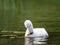 Young whooper swan (Cygnus Cygnus) eating broad-leaved pondweed