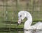 Young Whooper Swan (Cygnus Cygnus) eating Water horsetail