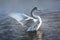 A young whooper swan spreads its wings on the lake. Animals in their natural habitat