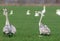 Young whooper swans