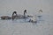 Young whooper swans with parents