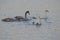 Young whooper swans with parents