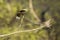 Young Widow Skimmer Dragonfly