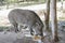 Young wild boar eating human food.