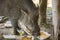 Young wild boar eating human food.