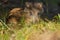 Young wild boar hiding in grass