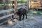 Young wild boar in the paddock