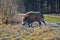 Young wild boar prowling on a frosty meadow