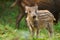 Young wild boar showing his stripes