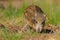 Young wild boar in spring forest