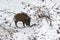 Young wild boar standing on the ice in a small stream in the woods looking for food and drink. Winter snowy landscape
