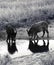 Young wild boars drinks at watering place with reflections on water