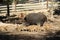 Young wild boars with their mother