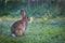 Young wild common rabbit (Oryctolagus cuniculus) sitting and alet