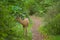 Young wild deer wooded pathway