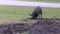 Young wild hog digging dirt