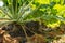 A young wild Jackrabbit hides in the beetroot.