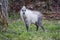 Young wild Japanese serow in Japanese forest