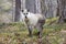 Young wild Japanese serow in Japanese forest