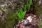 Young Wild leeks/ ramps breaking through the ground.