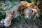 Young wild male lion laying in grass nearly asleep - closeup