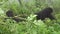 Young wild mountain gorilla in the forest