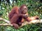 Young Wild Orangutan, Central Borneo