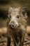 Young Wild pig boar in forest watching