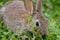 Young wild Rabbit